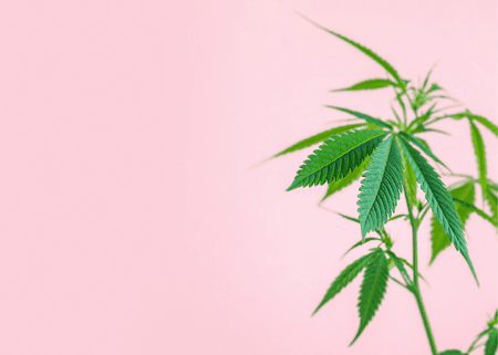 Cannabis plant with a pink background